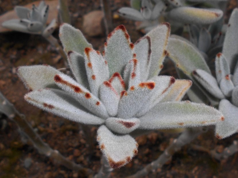 Hojas afelpadas de Kalanchoe tomentosa con los bordes moteados de marrón