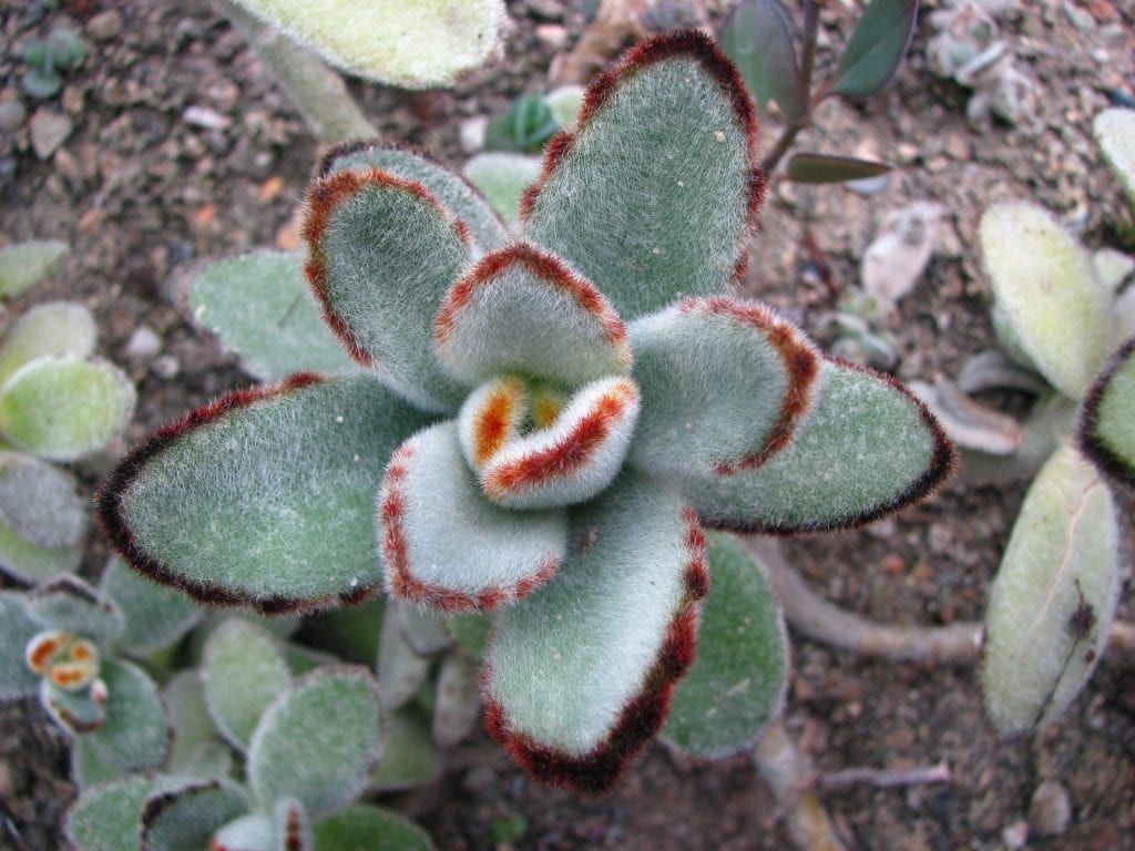 Kalanchoe tomentosa: guía de cuidados de la planta panda