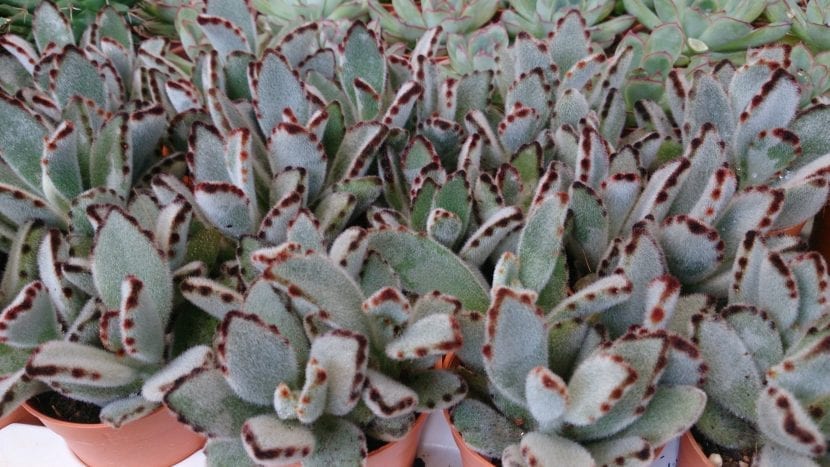 Varios ejemplares de Kalanchoe tomentosa cultivados en maceta