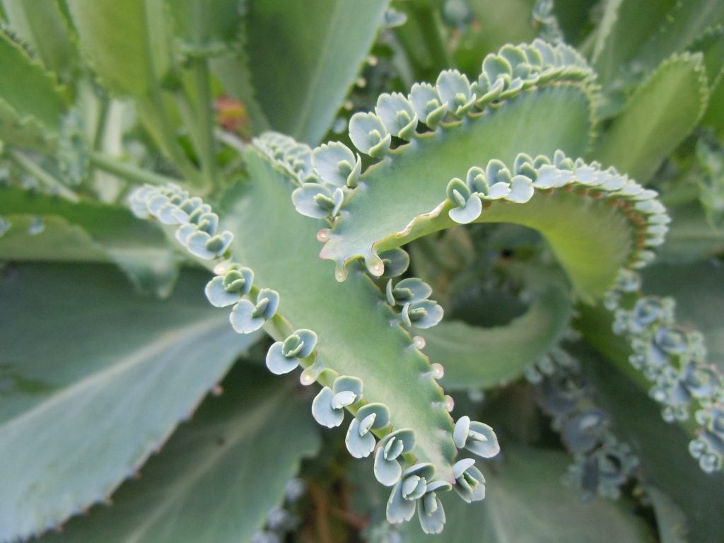 Kalanchoe: cuidados, especies y cómo lograr que reflorezca