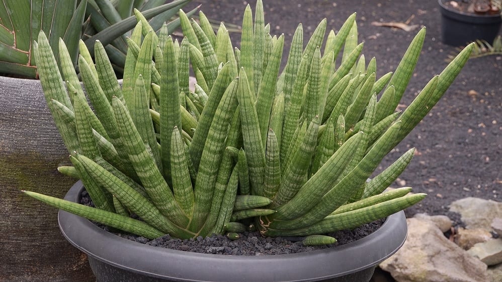 Sansevieria cylindrica: cuidados, riego y multiplicación