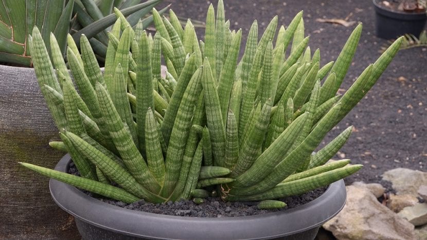 Hojas cilíndricas de Sansevieria cylindrica