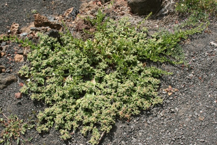 Mata de mesem en flor cubriendo el suelo