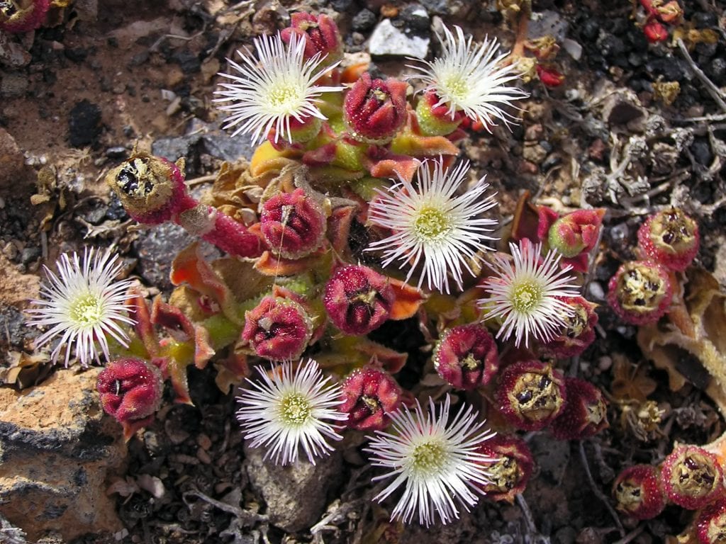 Mesembryanthemum crystallinum: cultivo de la planta de hielo