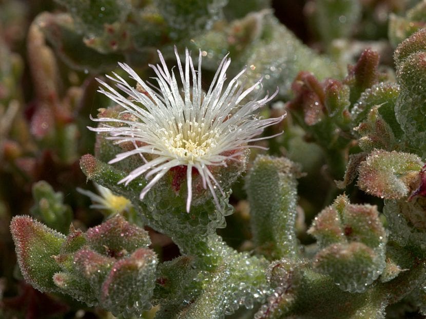Hojas y flores de Mesembryanthemum crystallinum