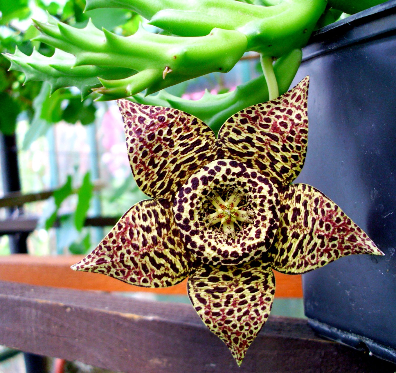 Orbea variegata: cultivo, riego y floración de la flor de lagarto