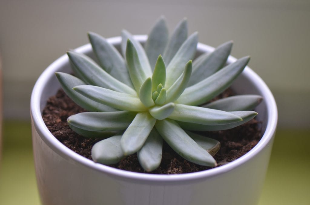 Pachyphytum: especies, cuidados y multiplicación por hoja