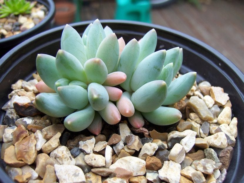 Pachyphytum compactum con hojas facetadas