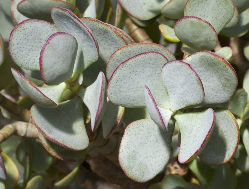 Crassula arborescens con hojas grises azuladas de borde rojizo