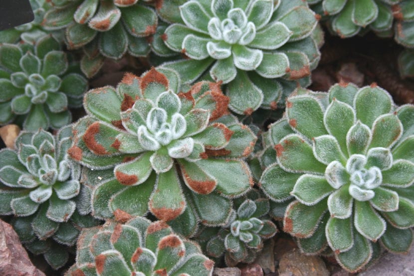 Echeveria setosa con hojas cubiertas de pelos blancos