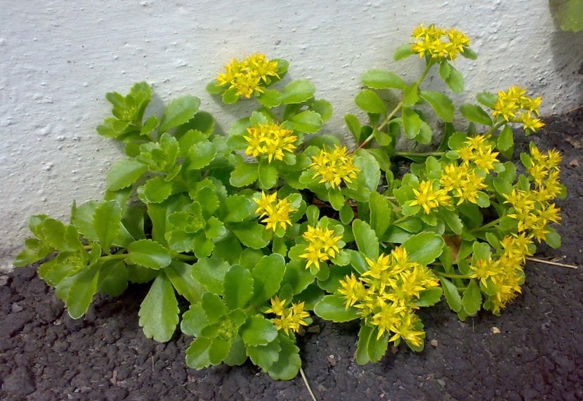 Rhodiola rosea en flor con inflorescencias amarillas