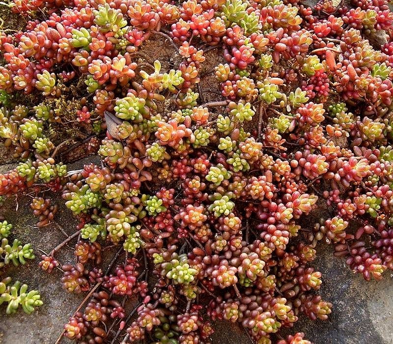 Sedum album: cuidados, riego, multiplicación y usos