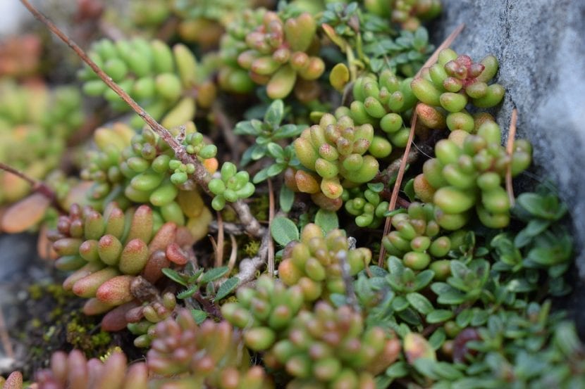 Tapiz de Sedum album cubriendo el suelo