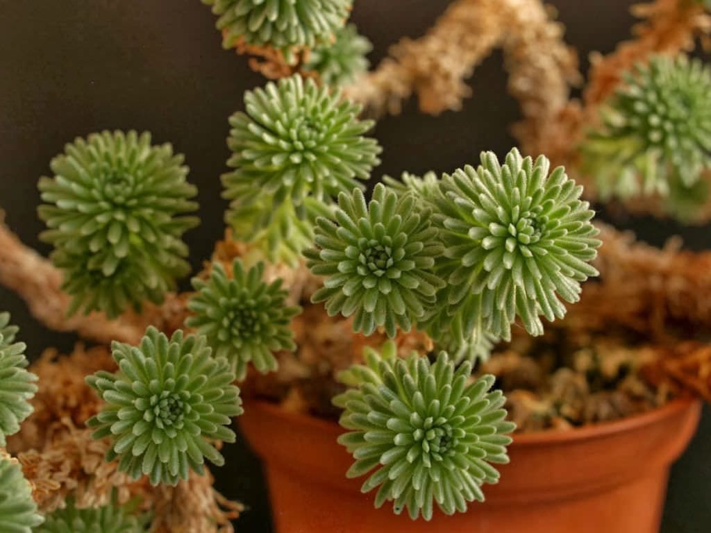 Sedum multiceps: cuidados de la crasa que se pela en verano