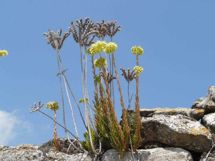 Inflorescencias de Sedum sediforme con flores de color blanco crema