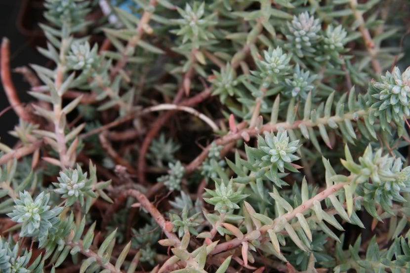 Mata de Sedum sediforme con sus hojas glaucas apretadas sobre los tallos