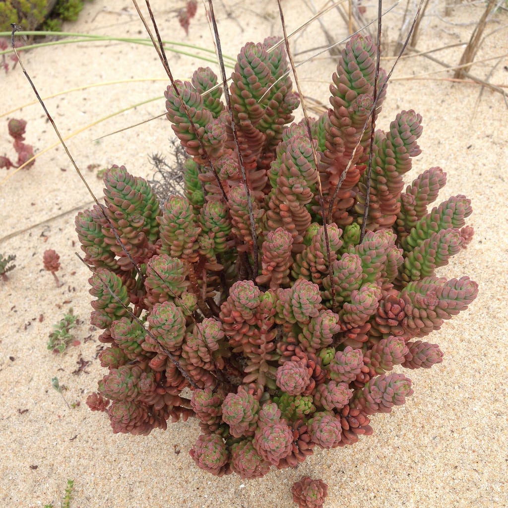Sedum sediforme: cultivo, usos y cómo distinguirlo