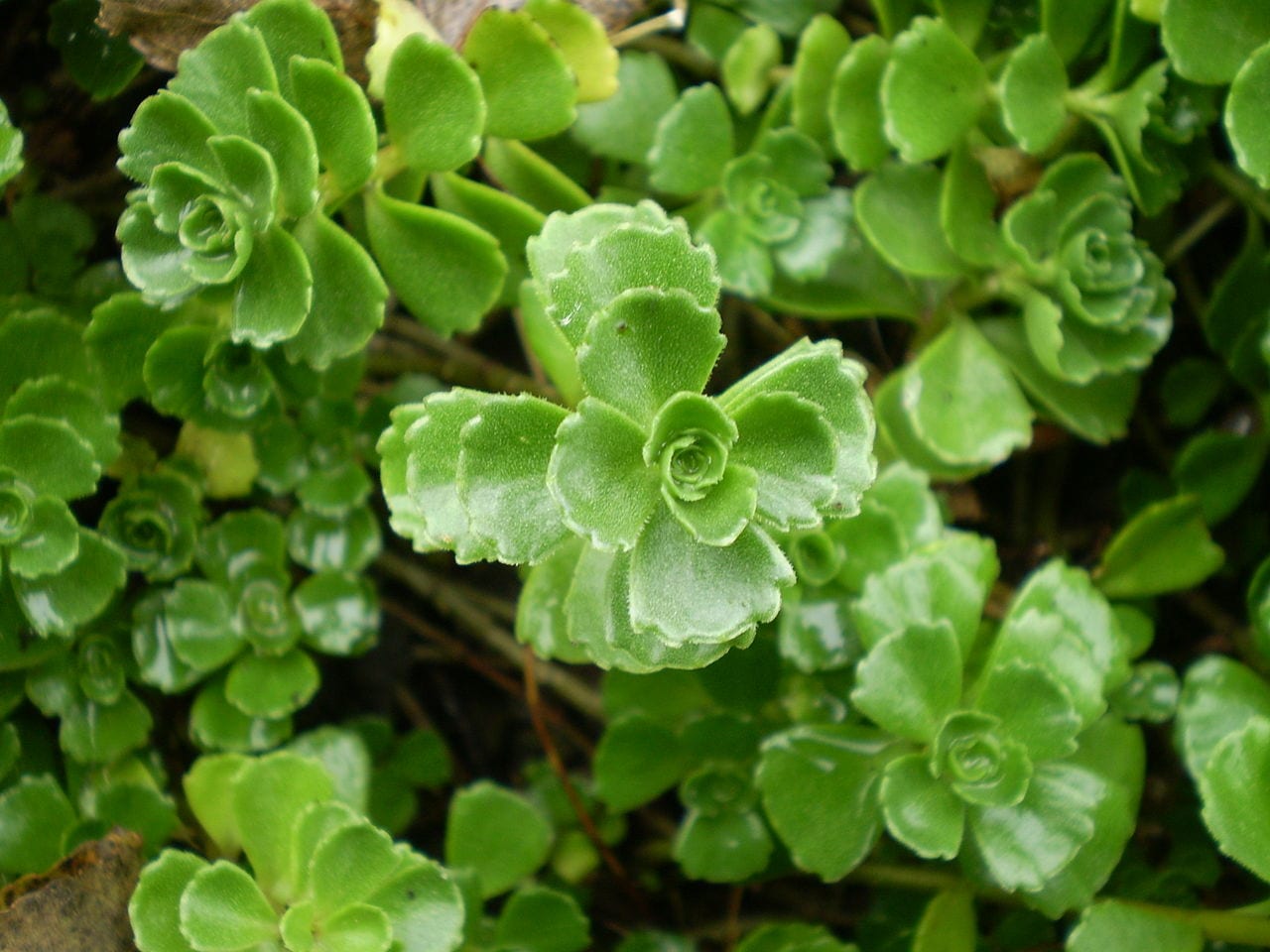 Sedum spurium: cuidados, cultivares y errores de cultivo