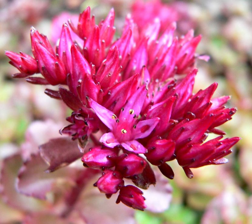 Flores estrelladas rosadas del Sedum spurium en verano