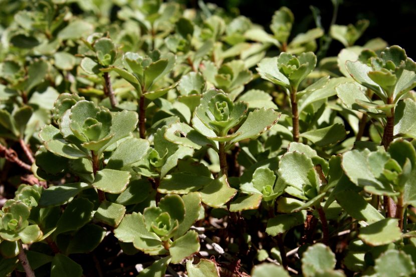 Mata de Sedum spurium con sus hojas planas y dentadas antes de la floración