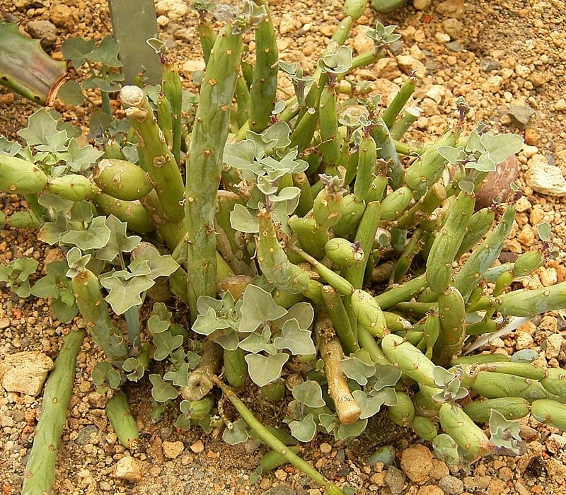 Tallos segmentados grises y azulados del Senecio articulatus