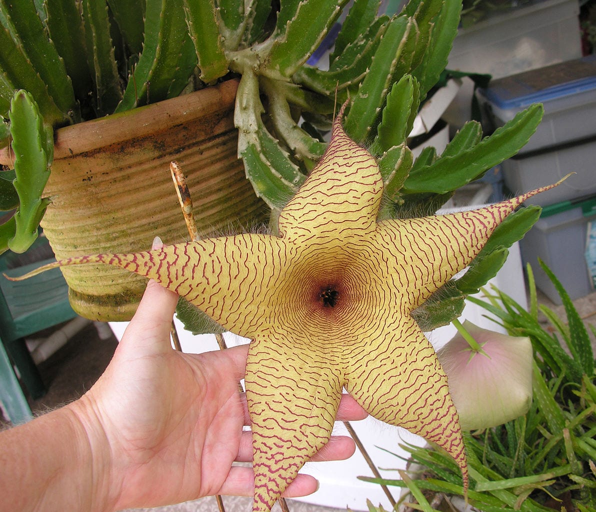 Stapelia: cuidados, floración y por qué huele mal
