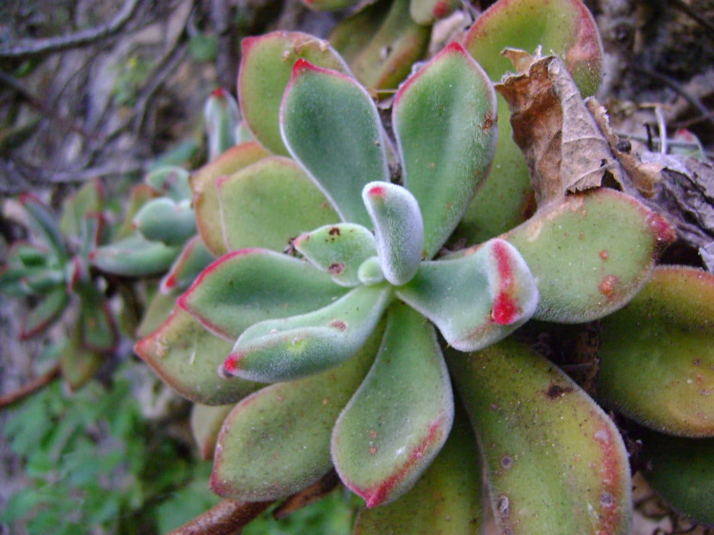 Tipos de Echeveria: especies, cuidados y rusticidad