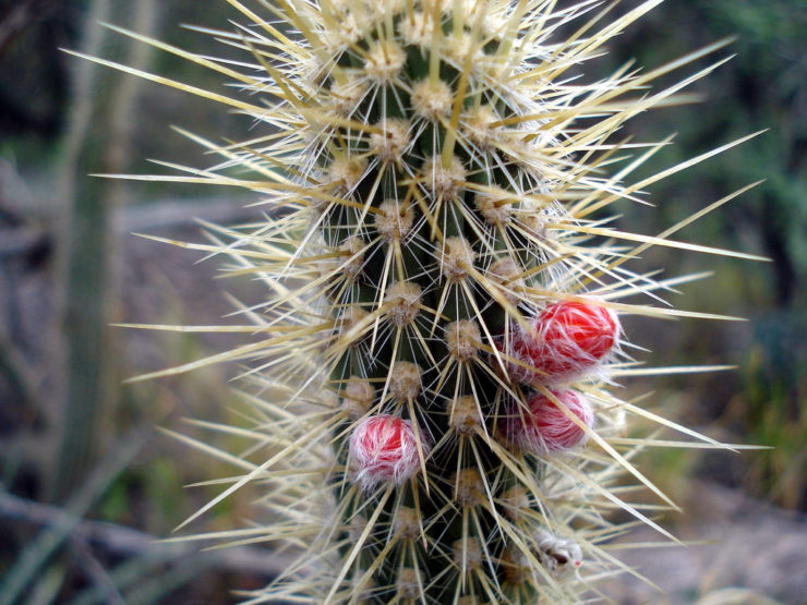 cleistocatus