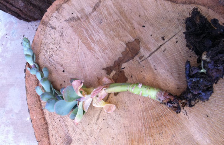 suculenta podrida