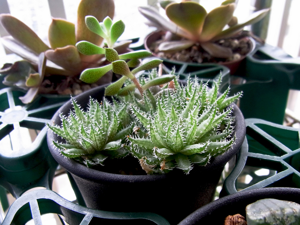 CUIDAR HAWORTHIA