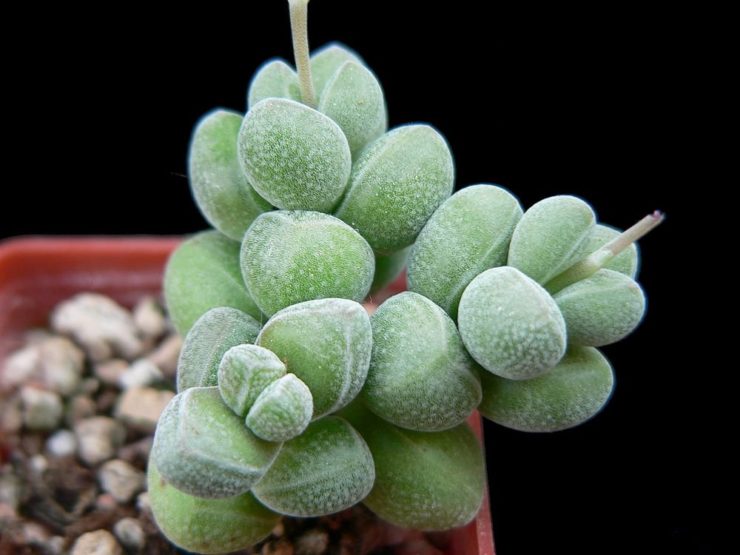 Crassula elegans