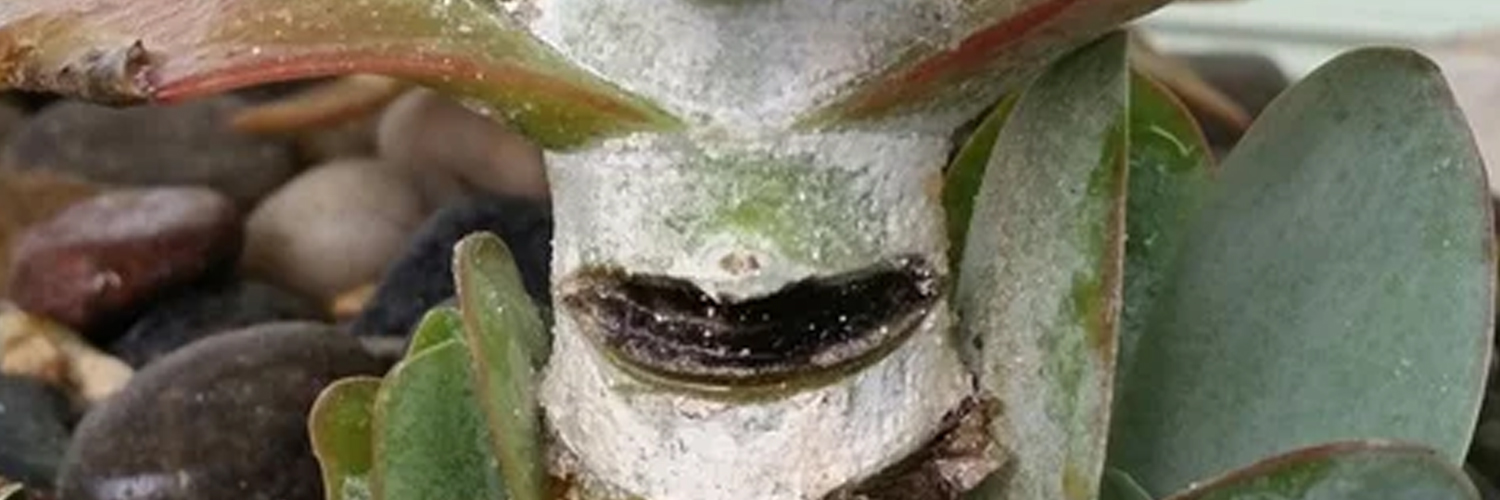 Moho gris o botrytis en suculentas y cactus