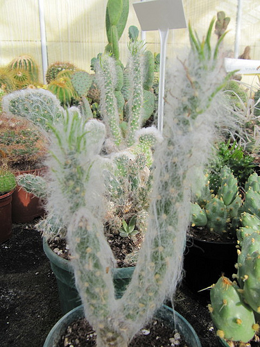 Austrocylindropuntia vestita