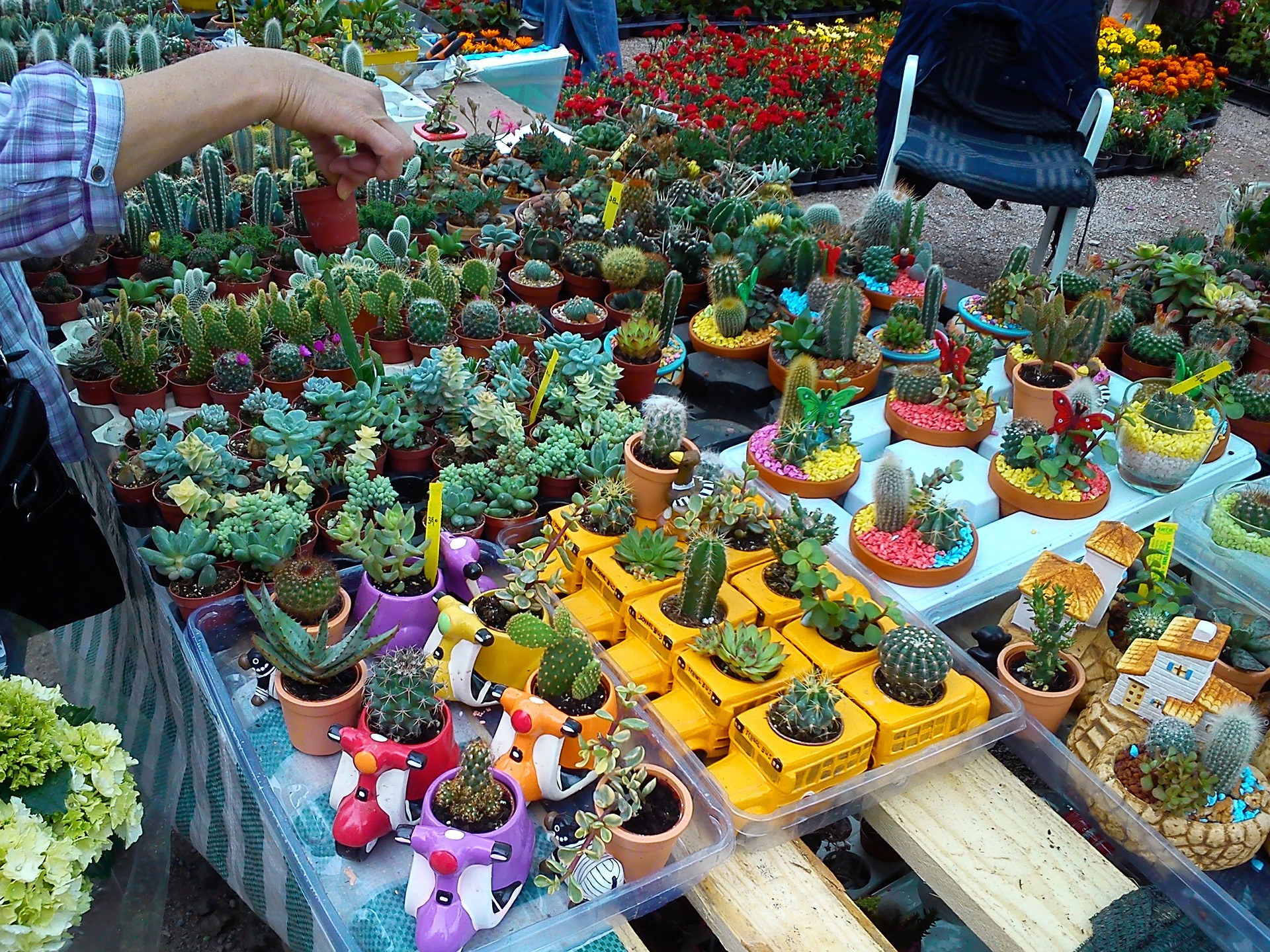 Tipos de plantas suculentas