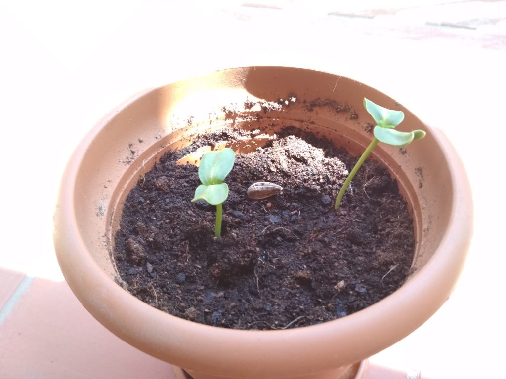 Crecimiento de una planta