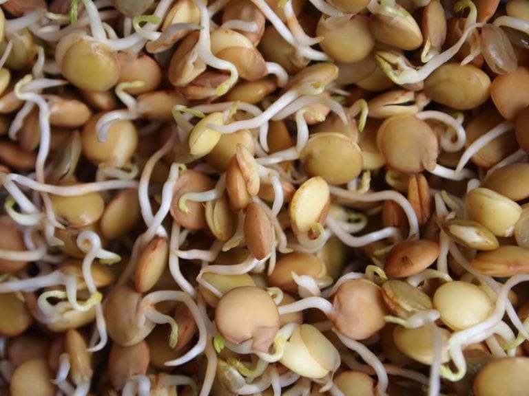 Lentejas germinadas listas para preparar enraizante casero