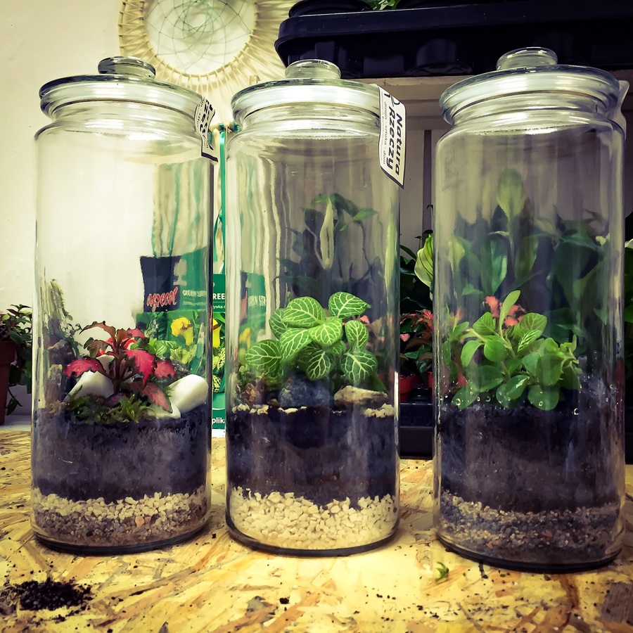Qué plantar en vasos de cristal: guía práctica
