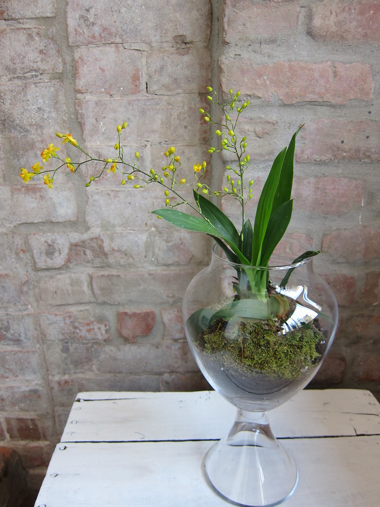 Orquídea cultivada en un vaso de cristal transparente