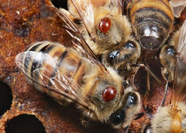 Abejas en el huerto