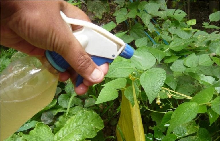 Preparación de insecticidas naturales para el huerto