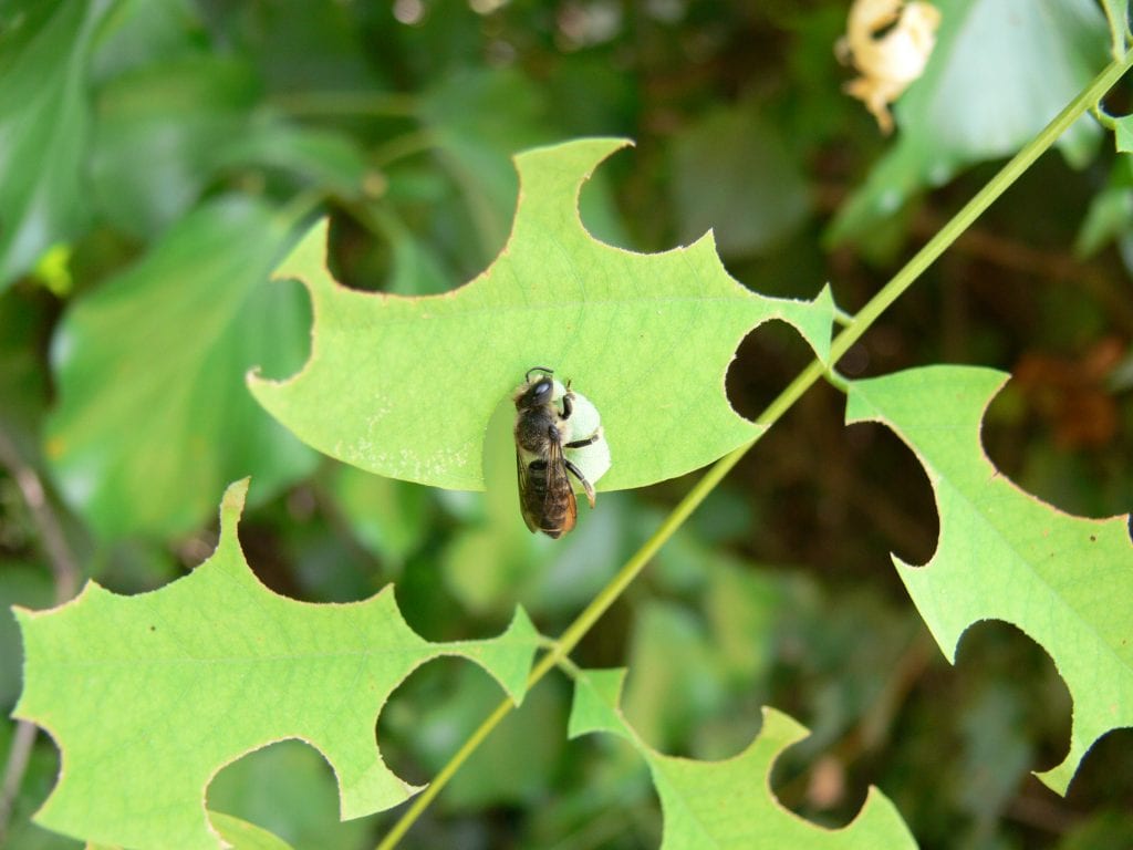 Abeja cortadora de hojas: cortes en hojas y qué hacer