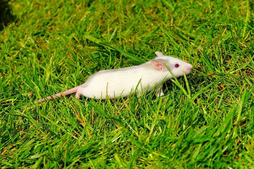 Rata en el jardín entre la vegetación