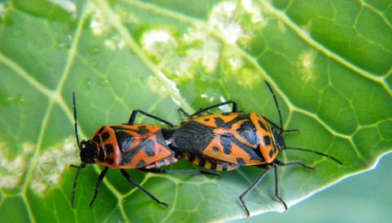 Escarabajos adultos sobre una hoja del jardín