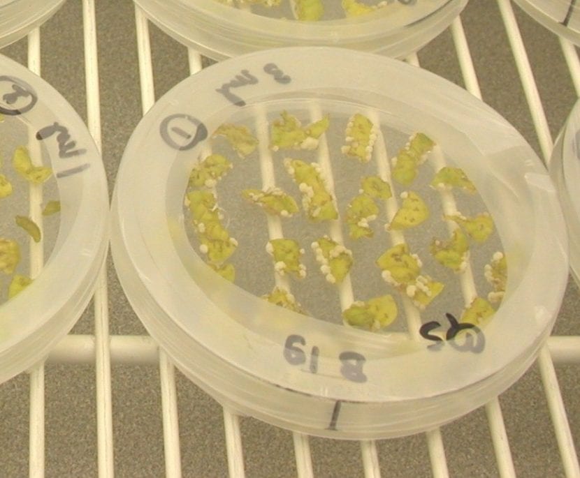 Aspecto microscópico de la bacteria Agrobacterium tumefaciens
