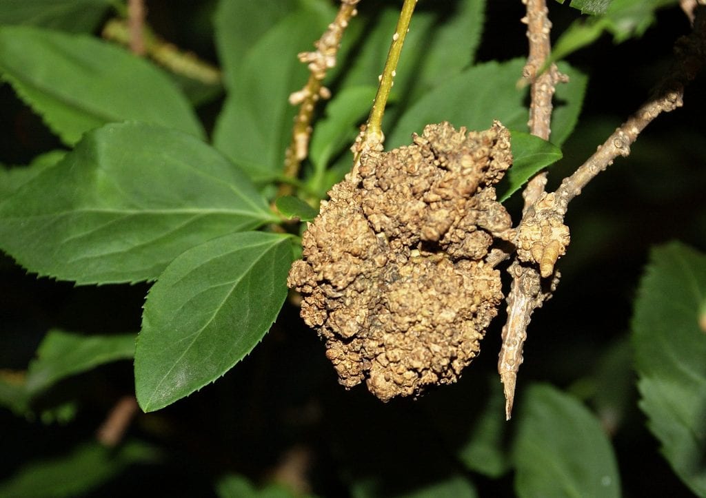 Agrobacterium tumefaciens: la agalla del cuello en plantas