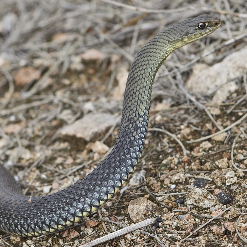 Culebra bastarda, la serpiente de mayor tamaño de la Península Ibérica