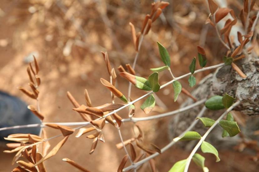 Ébola del olivo (Xylella fastidiosa): síntomas y control