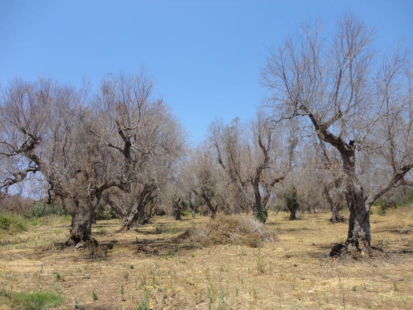 Olivar adulto en producción, el cultivo más expuesto a Xylella fastidiosa en España