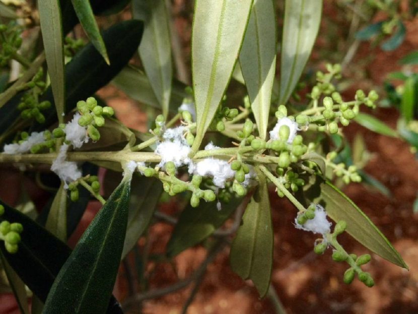 Masas algodonosas del algodoncillo cubriendo las inflorescencias del olivo