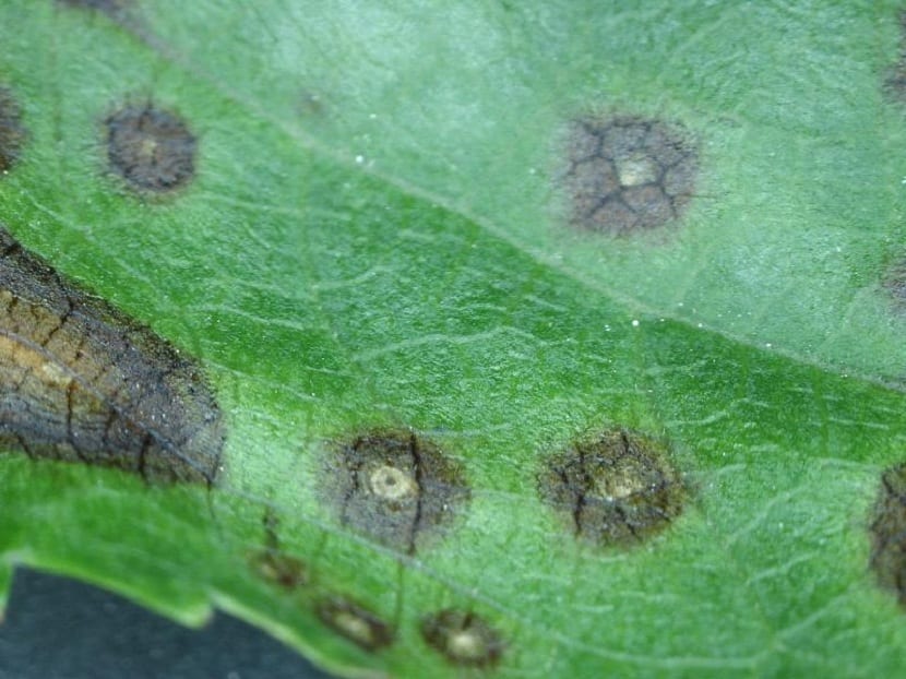 Manchas necróticas con anillos concéntricos características de la alternariosis